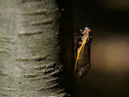 Large Periodical Cicada on a Tree Branch, Brood X Cicada Close Upの写真素材