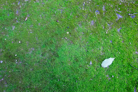 Moss and stone backgroundの写真素材