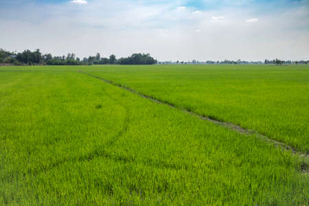 Rice field in thailandの写真素材