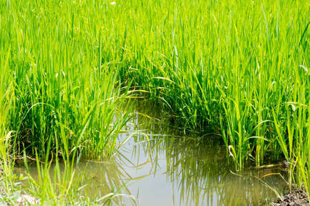 Reflection rice fieldの写真素材