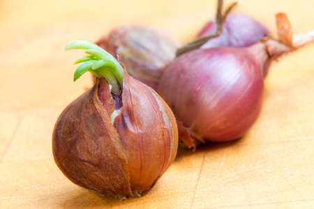 Shallot onions on a wooden boardの写真素材