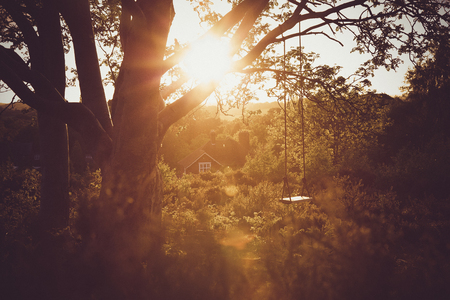A Tree swing at Sunset in the UKの写真素材
