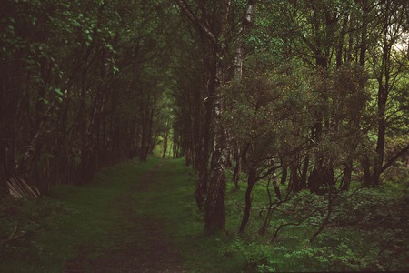 A leading path into the deeper parts of the forest