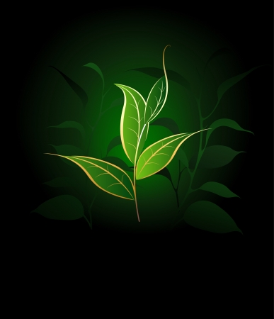 artistically painted tea plants with gold outline on a dark green background.のイラスト素材