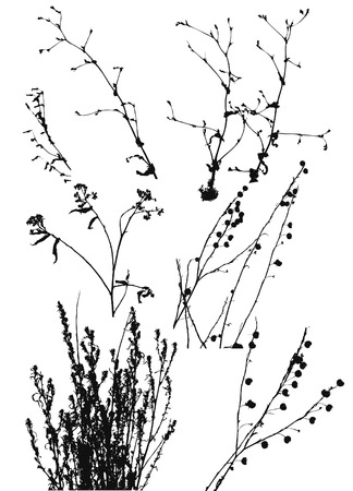 black silhouettes of wild plants on a white background.
         のイラスト素材