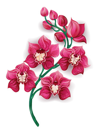 branch, artistically painted a bright pink orchids on a white background. Design with orchids.のイラスト素材