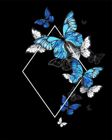 White, contoured Rhombus  banner with flying butterflies morpho on a black background. Morpho. Design with blue butterflies morpho.のイラスト素材