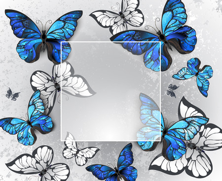 Square  banner on gray background with volumetric, realistic blue and white butterflies.のイラスト素材