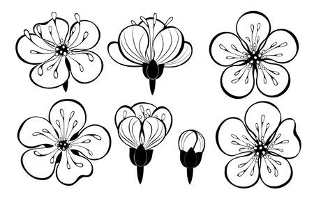 Set of outline, black, artistically drawn sakura flowers on white background. Japanese cherry blossom design.のイラスト素材
