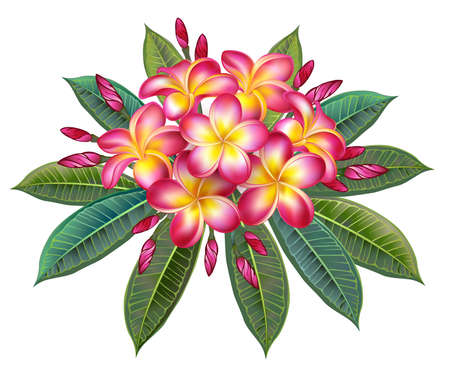Artistically drawn plumeria branch with green leaves and pink, luxuriantly blooming flowers on white background. pink plumeria.のイラスト素材