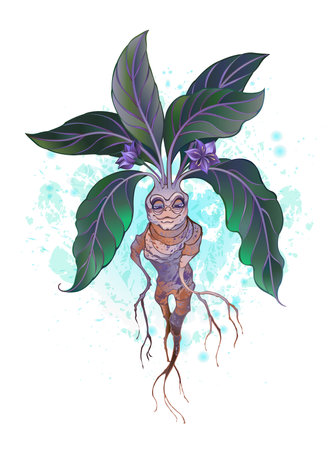 Artistically drawn, young, blooming mandrake with brown root and green leaves on white background.のイラスト素材