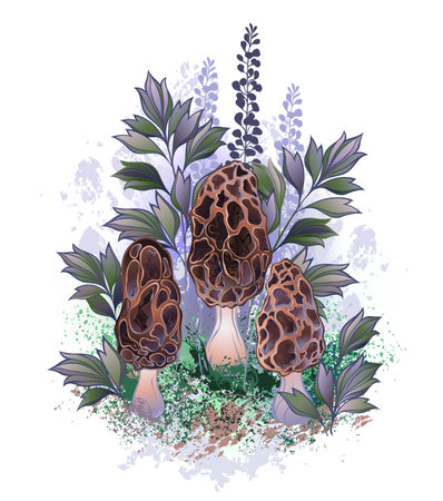 Three brown, artistically drawn morel mushrooms on moss with wild plants in the forest. Brown morel.のイラスト素材