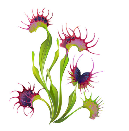 Artistically drawn, green, realistic carnivorous plant venus flytrap on white background. Botanical illustration.のイラスト素材