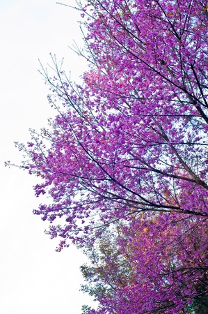 Pink flower Wild Himalayan Cherryat Doi Angkhang Chiang Mai , Thailandの写真素材