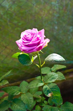 Beautiful pink rose in a garden Doi Angkhang Chiang Mai , Thailandの写真素材