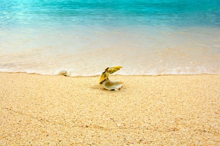 sea shells on tropical sand turquoise caribbean summer vacation travel iconの写真素材