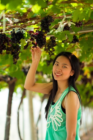 Beautiful Asia woman is harvesting grape in vineryの写真素材