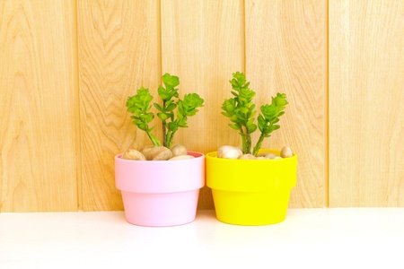 Collection of daisy tree in flowerpot on wood background の写真素材