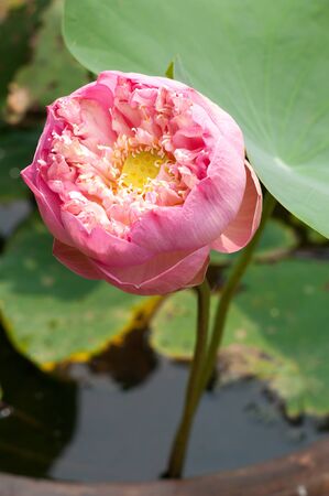 Lotus flower close-up shot of a pink lotus flowerの写真素材