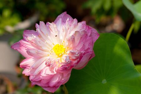 Lotus flower close-up shot of a pink lotus flowerの写真素材