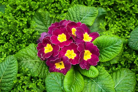 A group of magenta blooming primrose flowersの写真素材
