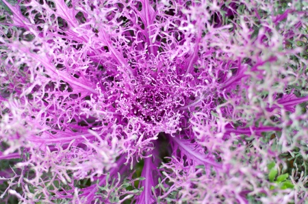 Close up Violet flower of clover background. macro shotの写真素材