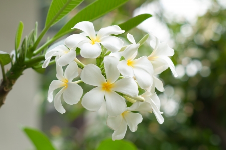 white plumeria flower against on green backgroundの写真素材