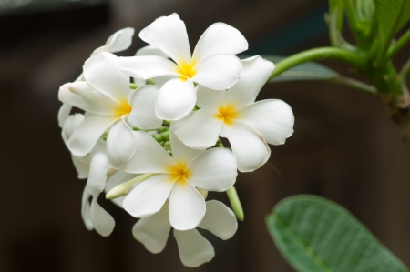 white plumeria flower againstの写真素材
