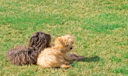 Puppy friends looking around