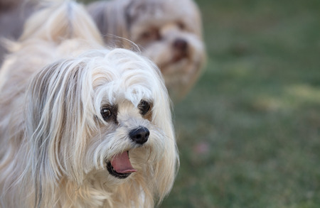 Bolonka dogs with long hair, short snout, and dark eyesの写真素材
