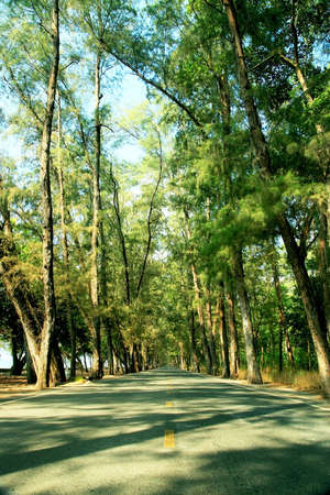 Local road beside the beachの写真素材