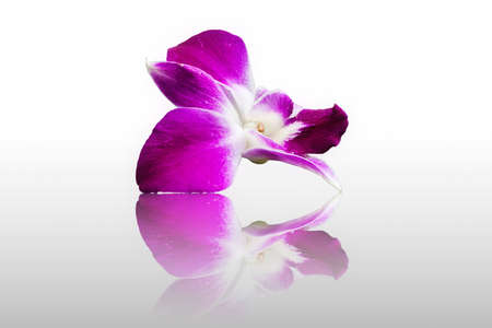 Purple orchid isolated on whiteの写真素材
