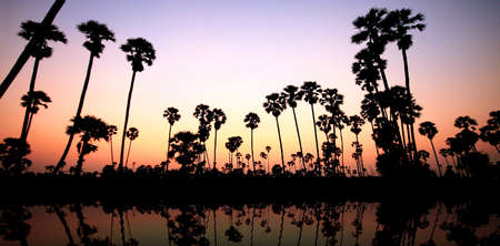 Twilight of palm trees in Thailandの写真素材