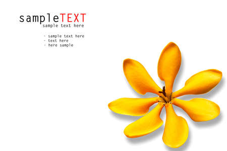 Yellow tropical flower isolated on white の写真素材