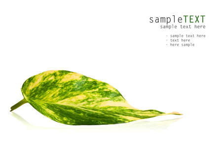 Green leaf isolated on white backgroundの写真素材