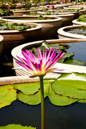 Beautiful pink water lily in the wellの写真素材