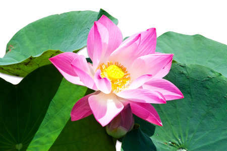 Pink water lily isolated on whiteの写真素材
