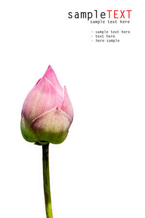 Pink lotus isolated on whiteの写真素材