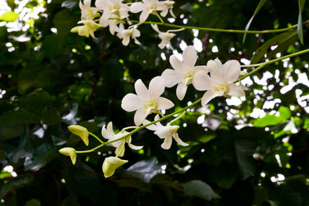 Freshy white orchidの写真素材