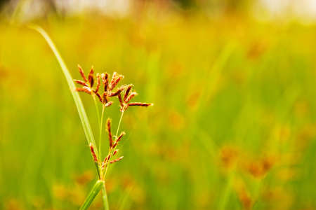 Blossom of grass may be used for backgroundの写真素材