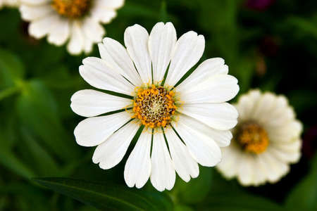 Fresh white daisyの写真素材