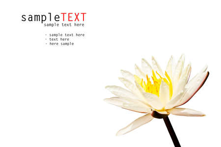 White water lily on whiteの写真素材
