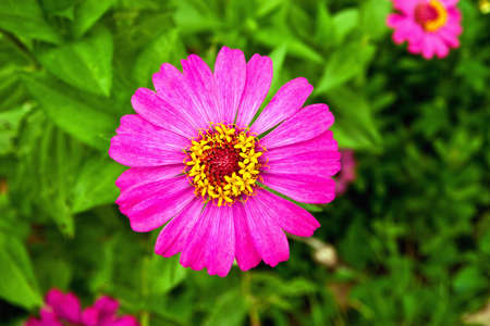 Pink liliyの写真素材