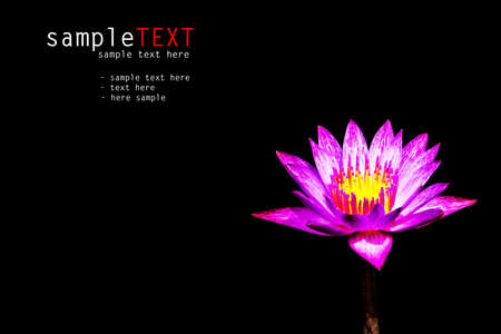 Beautiful water lily on blackの写真素材