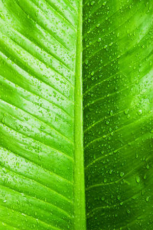Droplet on green leaf abstract