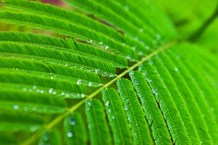 Droplet on green leaf abstractの写真素材