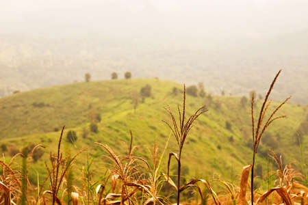 Grass backgroundの写真素材