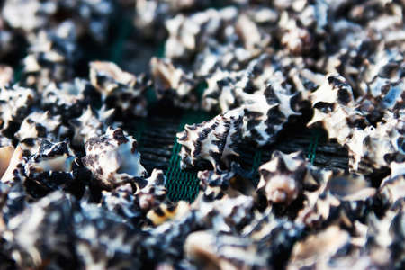 Shell abstractの写真素材