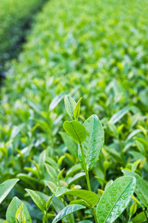 Green tea leafの写真素材