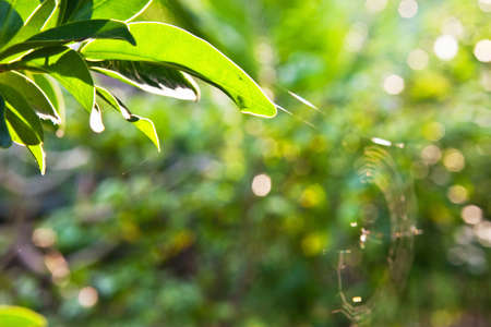 Green leaves closeupの写真素材